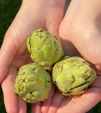 Hands holding small artichoke buds against a green grass background.
