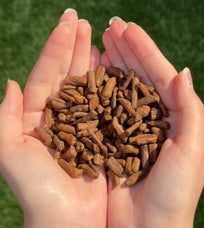 Hands holding dried dandelion root pieces against a green grass background.