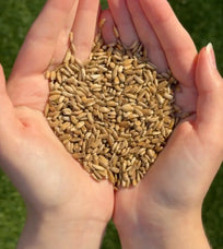 Hands holding milk thistle seeds against a green grass background.