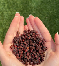 Hands holding dried schisandra berries against a green grass background.