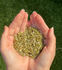 Hands holding dried skullcap herb against a green grass background.