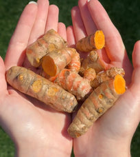 Hands holding turmeric roots against a green grass background.