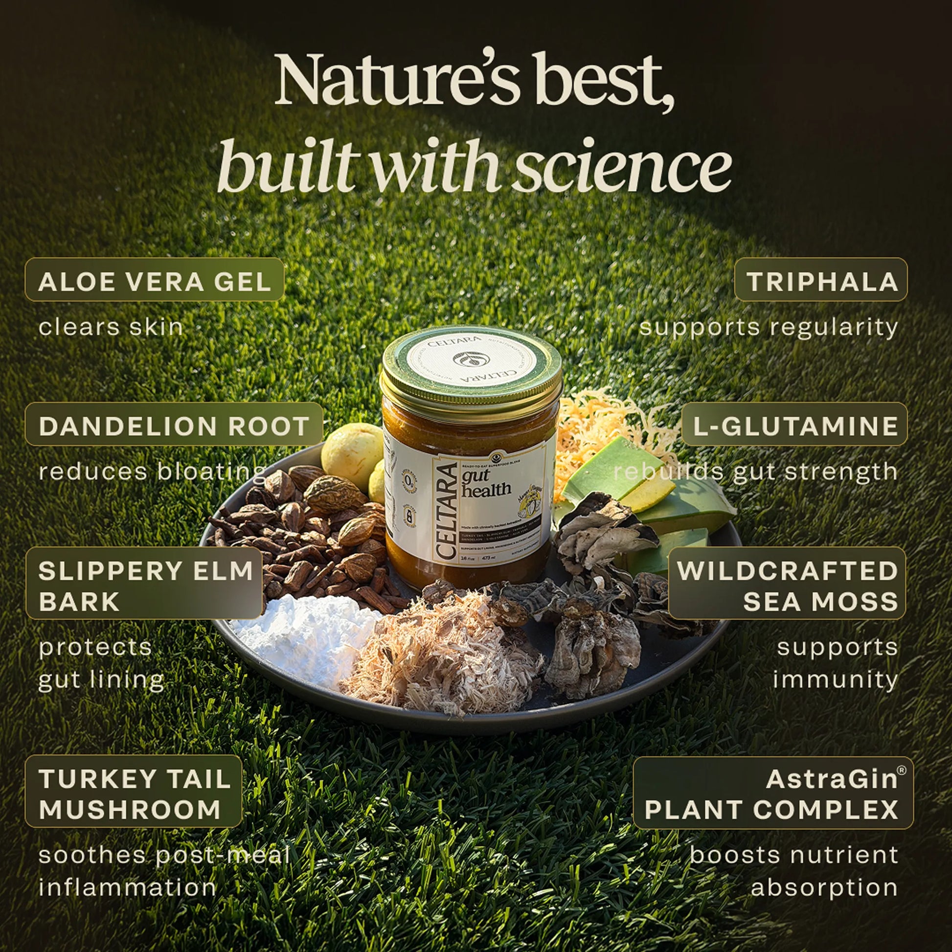 Mango & Pineapple Gut Health Blend ingredients with aloe vera, triphala, slippery elm and sea moss