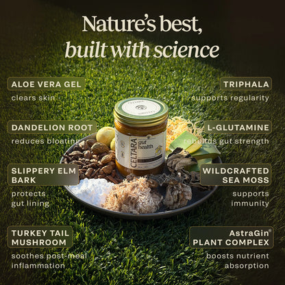 Mango & Pineapple Gut Health Blend ingredients with aloe vera, triphala, slippery elm and sea moss